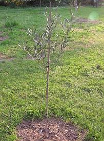 Olea europaea 'Moufla'